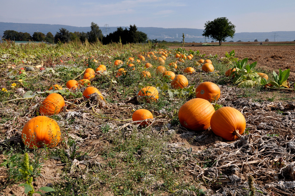 Pumpkin Field