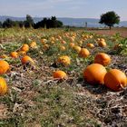 Pumpkin Field