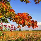 Pumpkin Fields Forever