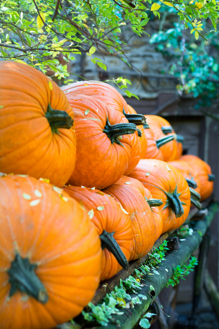 Pumpkin Flashmob