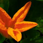 pumpkin flower