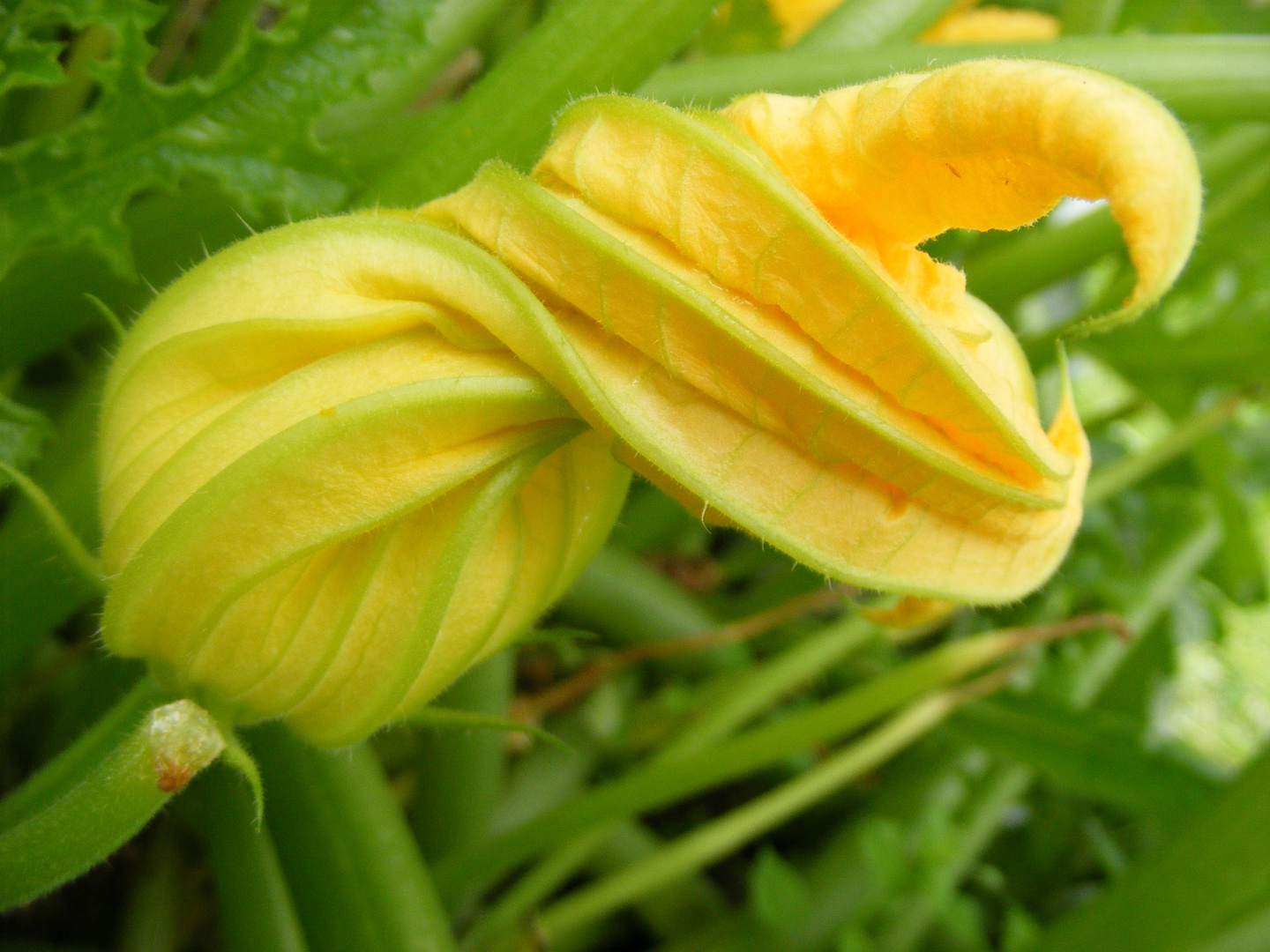 Pumpkin flower