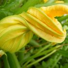 Pumpkin flower