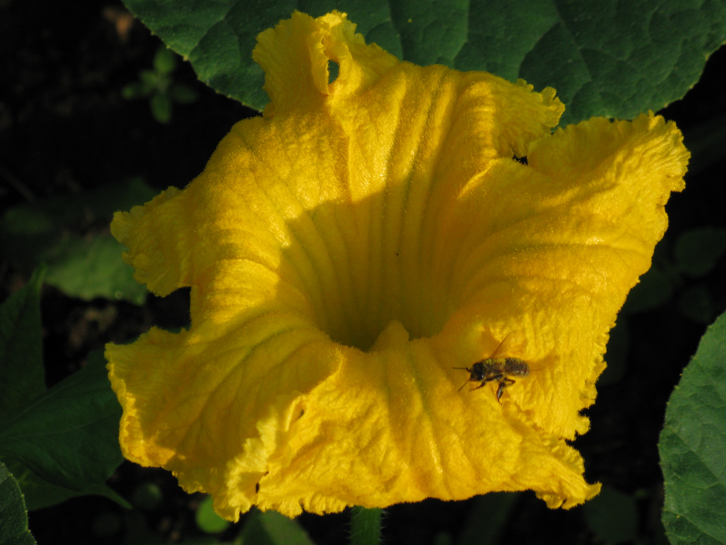 pumpkin flower