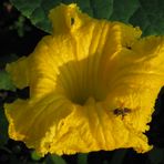 pumpkin flower