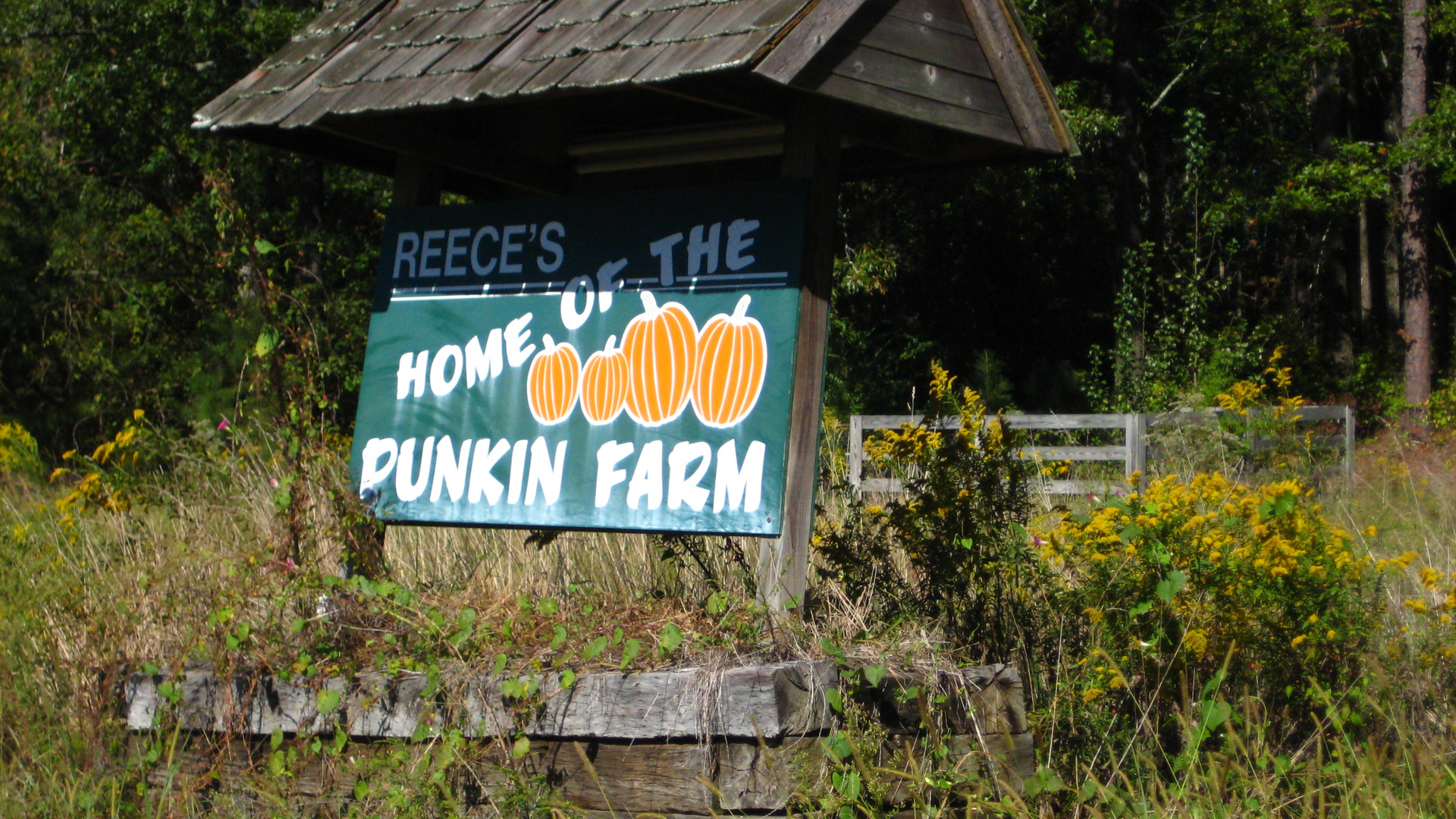 Pumpkin Patch Around Canton Georgia