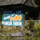 Pumpkin Patch Around Canton Georgia