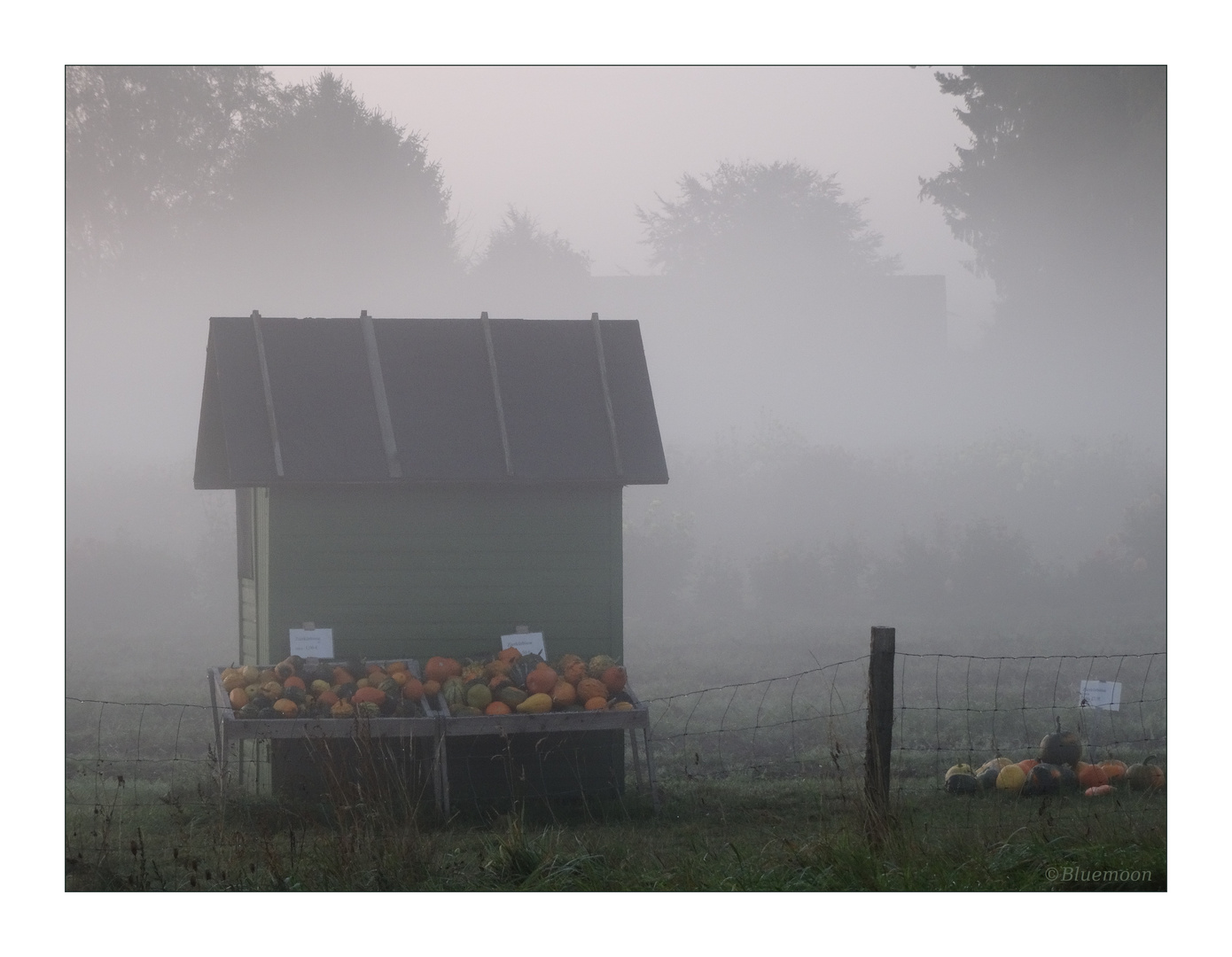 Pumpkin sale