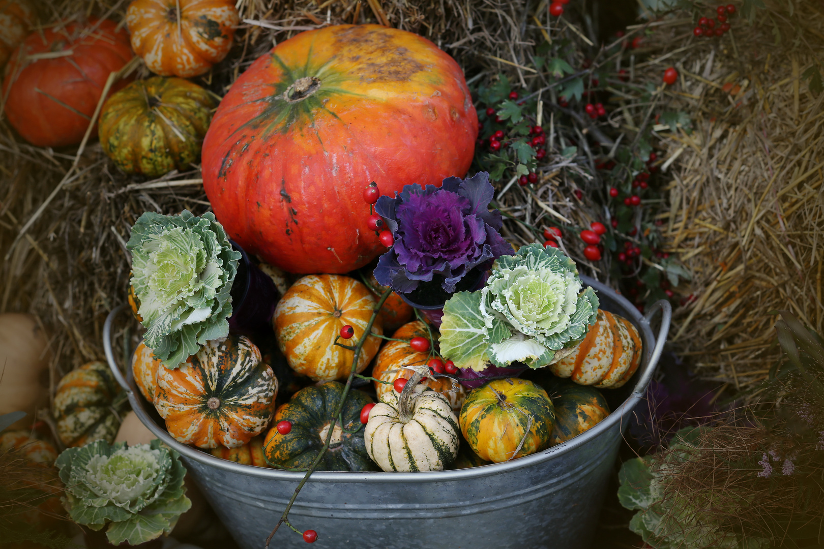 Pumpkin Still - Pumpkin Festival Berlin