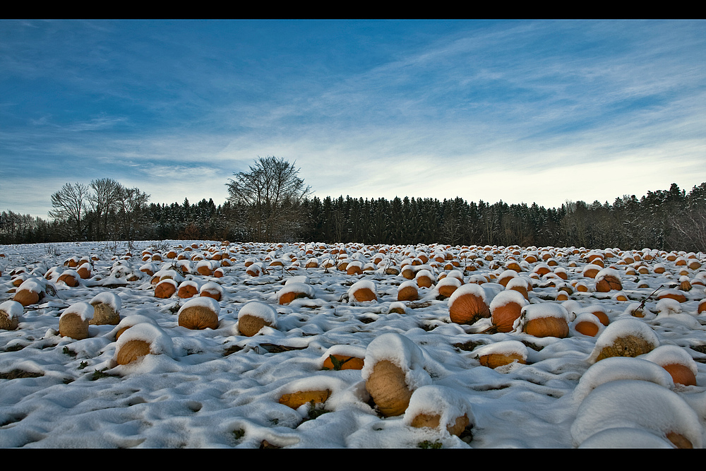 Pumpkins -1-