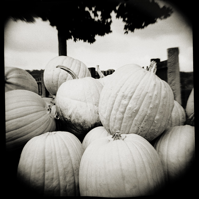 pumpkins