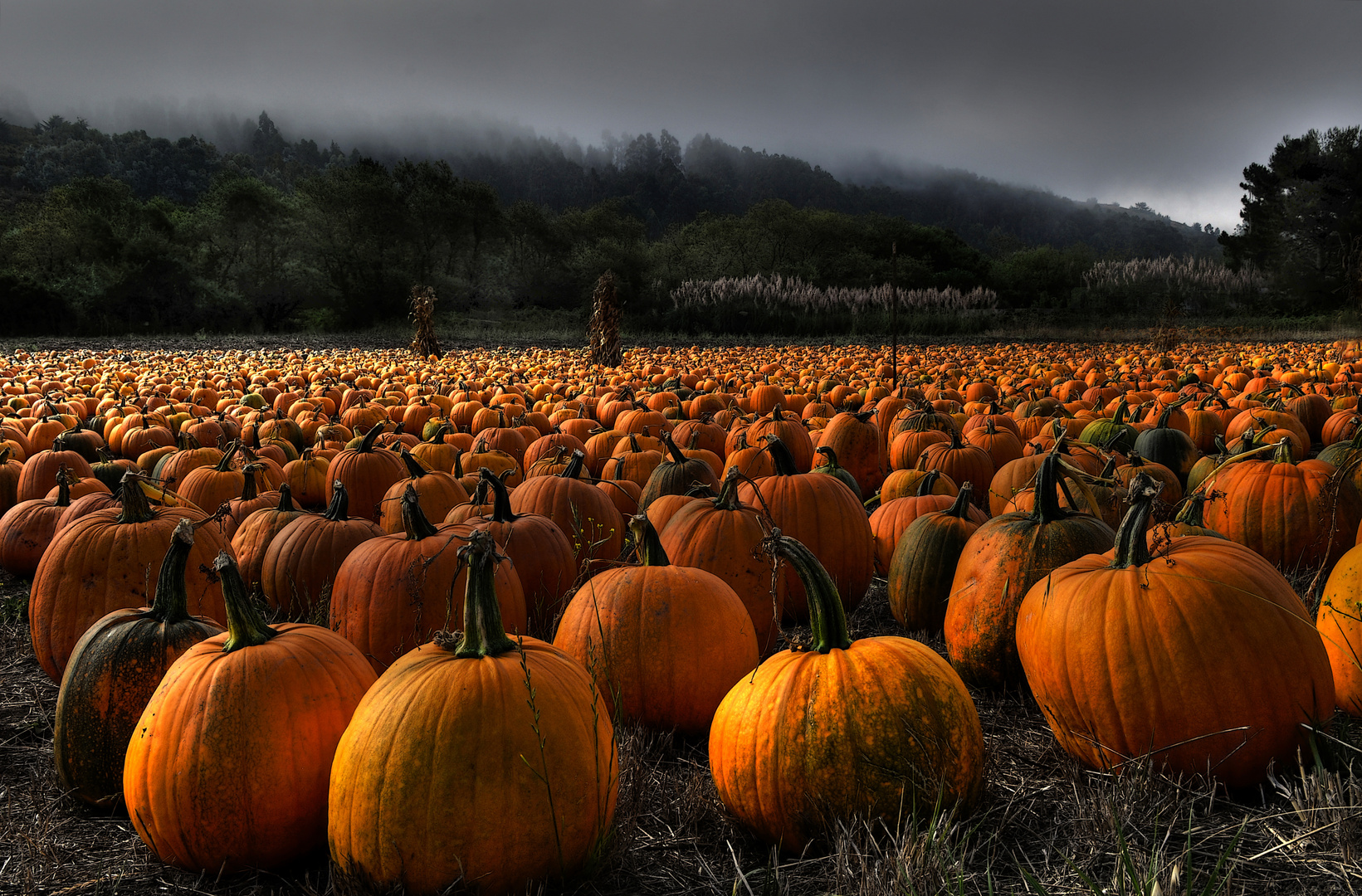 Pumpkins