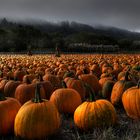 Pumpkins