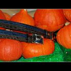 Pumpkins.. and a Very Expensive Belt