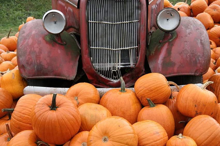 Pumpkins for sale ...