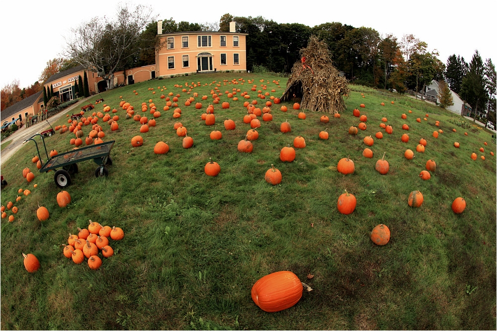 Pumpkins - Indian Summer #02