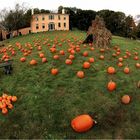 Pumpkins - Indian Summer #02