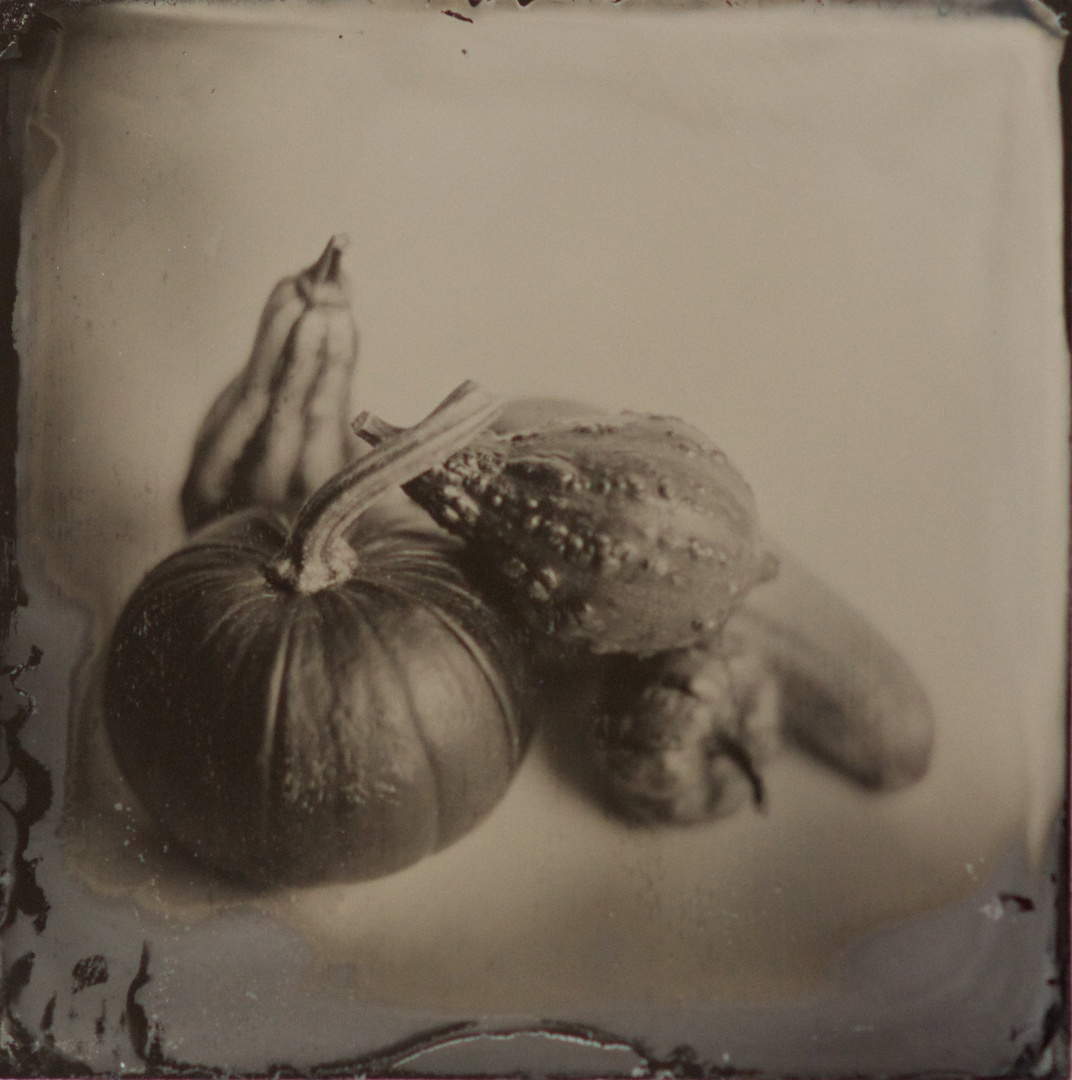 Pumpkins on Wet Plate