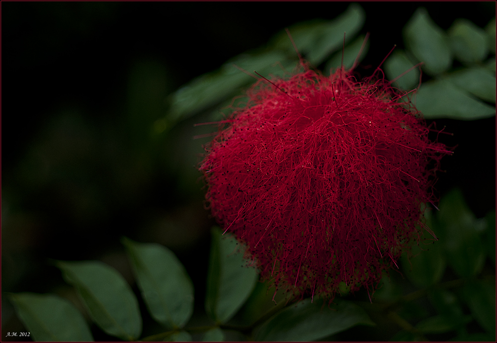 Pumuckl´s Haupt