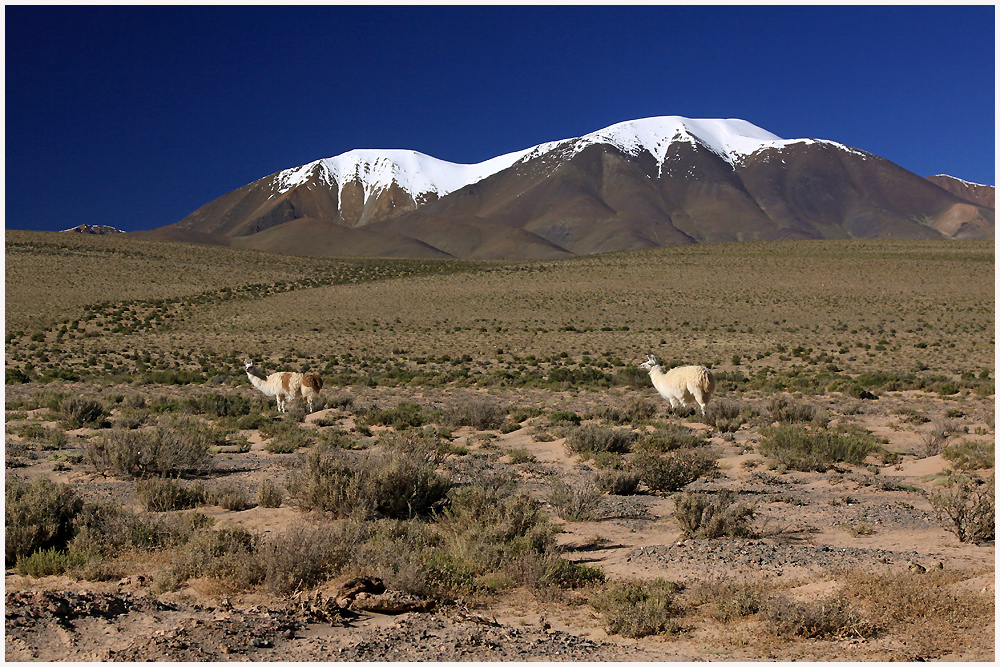 Puna Argentina