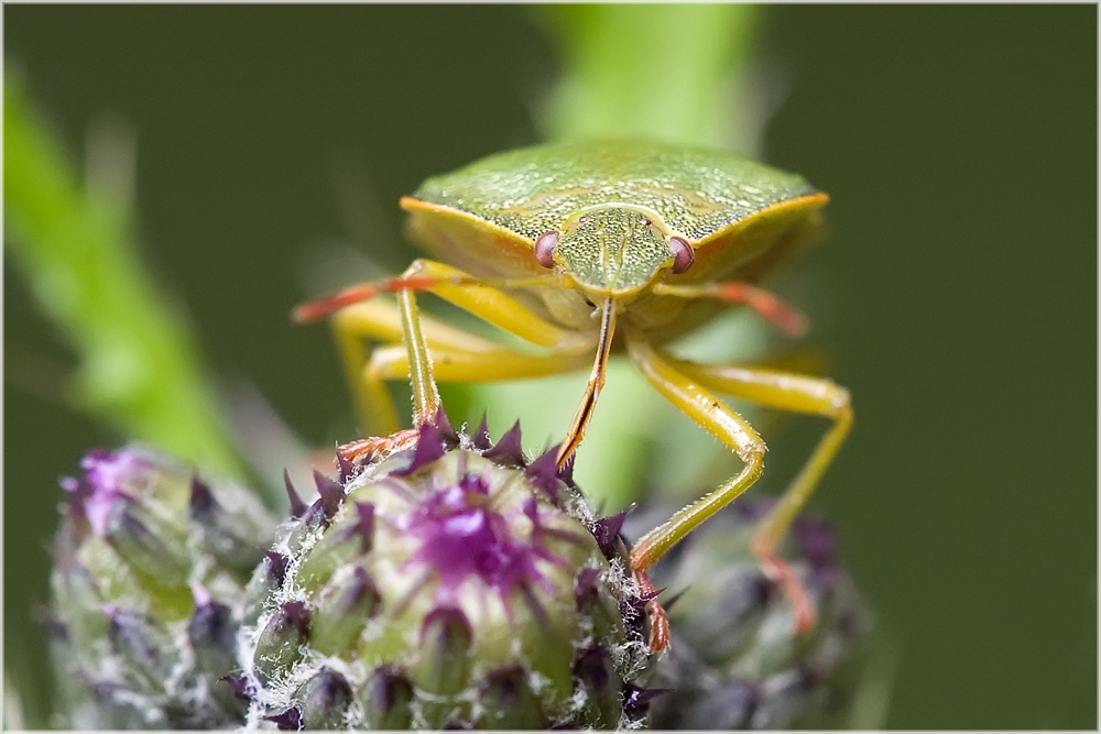 Punaise Acanthosoma haemorrhoïdale (2)