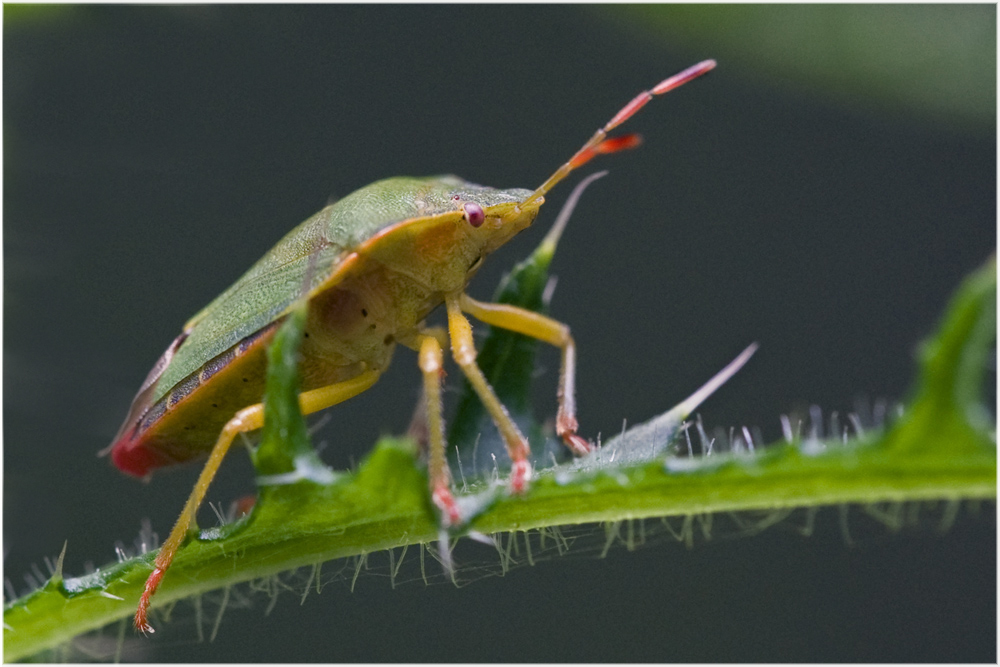 Punaise Acanthosoma haemorrhoïdale (2)