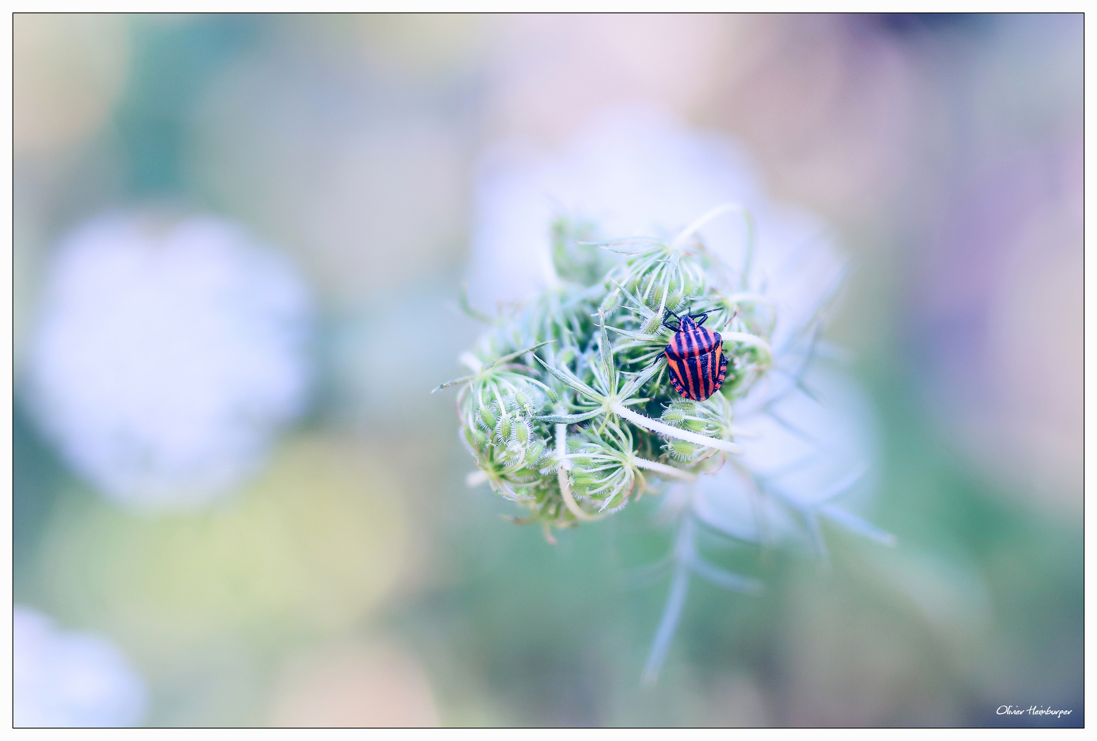 Punaise Arlequin