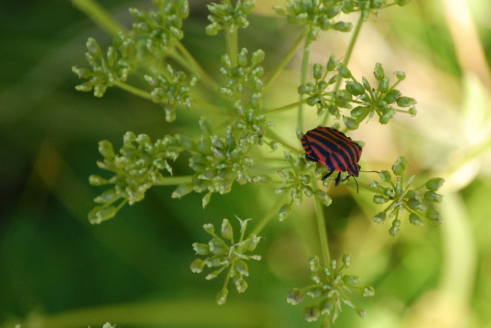 punaise arlequin