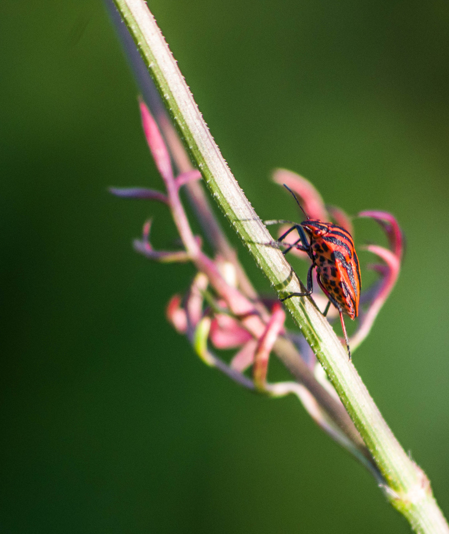 punaise arlequin