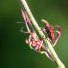 punaise arlequin