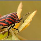 Punaise Arlequin