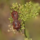 Punaise arlequin (Graphosoma iltalicum)-HEMIPTERES.