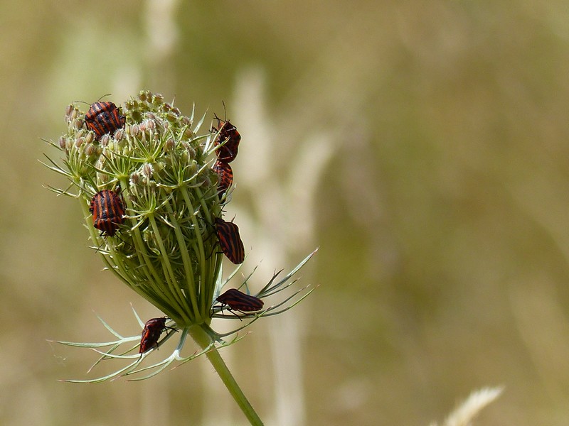 Punaise Arlequin (Graphosoma italicum) #2