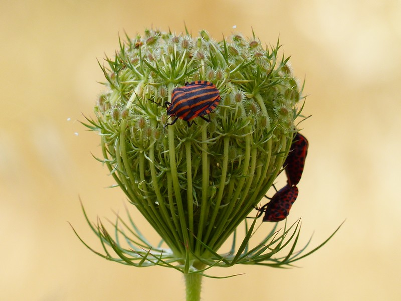 Punaise Arlequin (Graphosoma italicum)