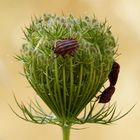 Punaise Arlequin (Graphosoma italicum)