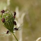 Punaise Arlequin (Graphosoma italicum)