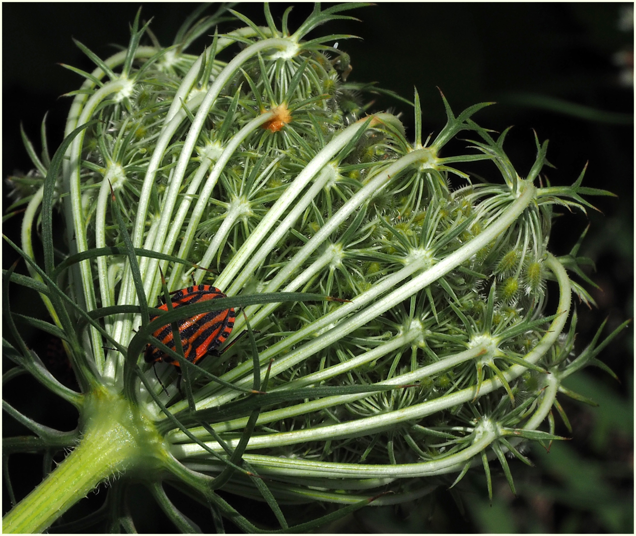 Punaise arlequin sur chardon  -- Graphosoma italicum