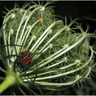 Punaise arlequin sur chardon  -- Graphosoma italicum