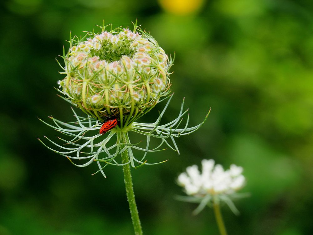 Punaise arlequin sur un bouton de carotte sauvage