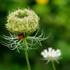 Punaise arlequin sur un bouton de carotte sauvage