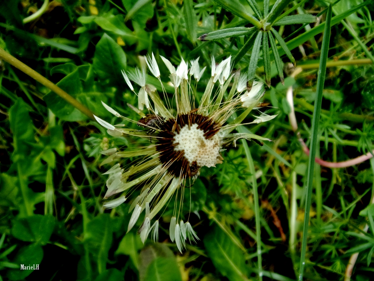 Punaise cachée