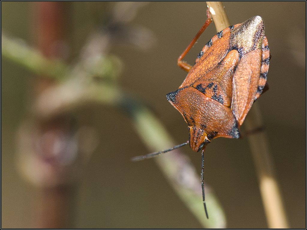 Punaise carpocoris fuscipinus