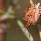 Punaise carpocoris fuscipinus