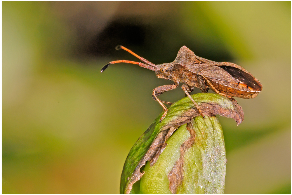 Punaise Coreus marginatus