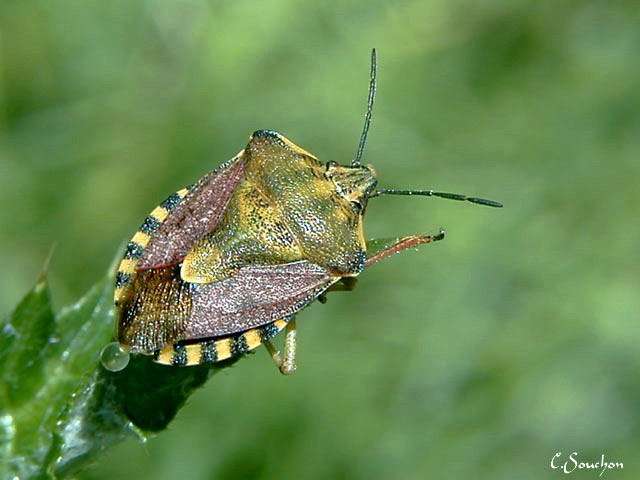 Punaise des bois (Antheminia lunulata)