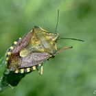 Punaise des bois (Antheminia lunulata)