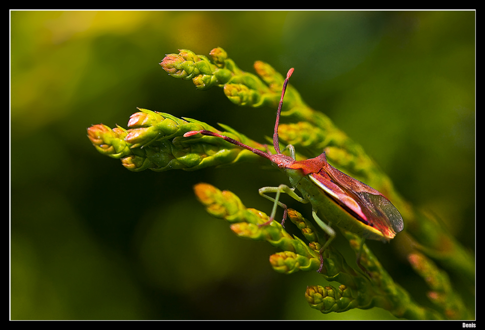 ...Punaise enfin l'printemps..! ;-)