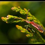 ...Punaise enfin l'printemps..! ;-)