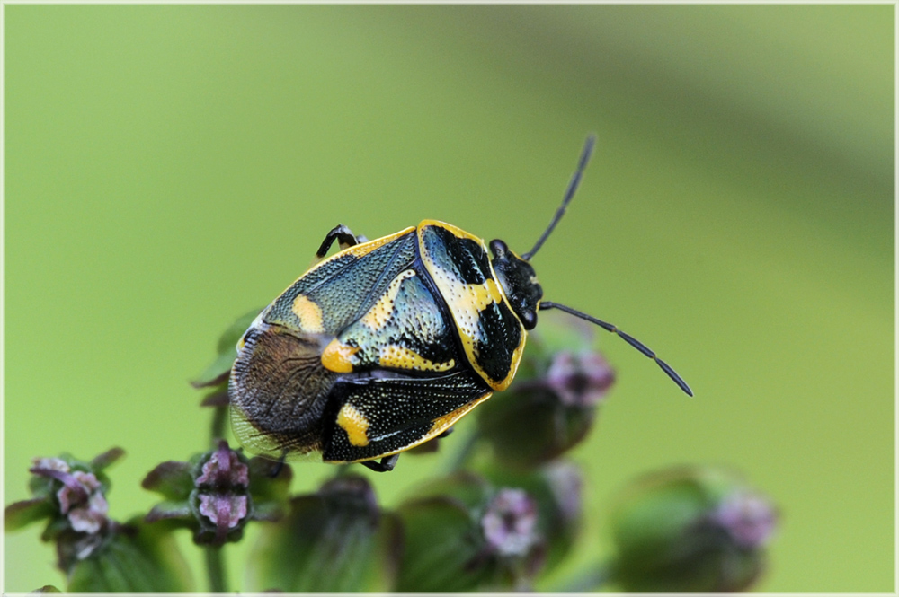 Punaise Eurydema oleracea