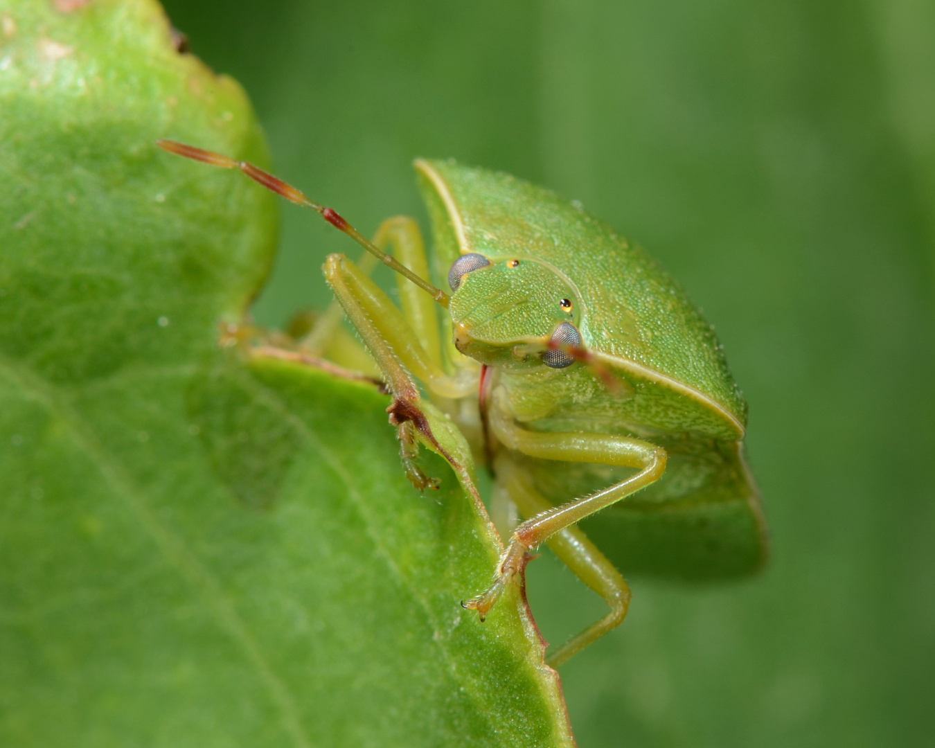 Punaise, je suis vert! je te vois ...